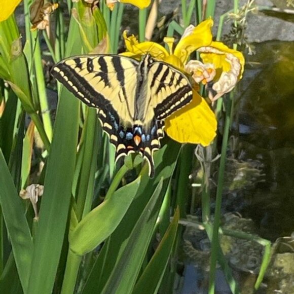 Post Shoulder Surgery Tear Away Top with 3/4" Sleeves (NWT) - Picture 15 of 15